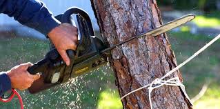 How Our Tree Care Process Works  in  Lamesa, TX