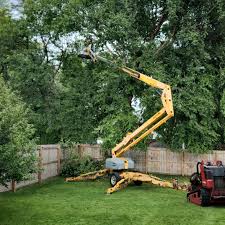 Reliable Lamesa, TX Tree Removal Services Solutions